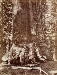 (Grizzly Giant Durchmesser 33 Fuß, Mariposa Grove)